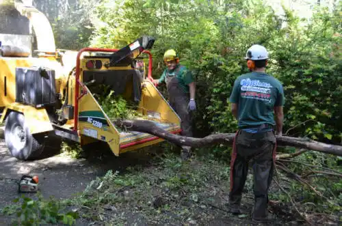 tree services Cooper Landing